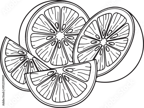 Citrus Fruit Slices Line Art Isolated on White Background Graphic Design Elements