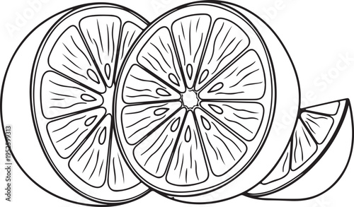 Citrus Fruit Slices Outline Drawing Isolated on White Background