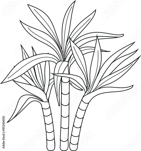 Coloring page with sugarcane (Saccharum officinarum) isolated on white background