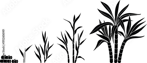 Black silhouette of stages of sugarcane (Saccharum officinarum) growth from cutting to mature plant. Life cycle of sugarcane