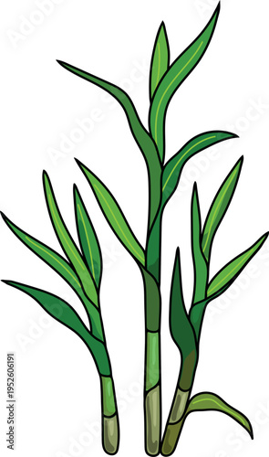 Sprouting sugarcane (Saccharum officinarum) isolated on white background