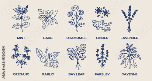 medicinal herbs illustration set, herbal plants collection design, botanical herbs drawing pack, natural healing plants illustration, herbal medicine doodle set, plant herbs line art collection, herba