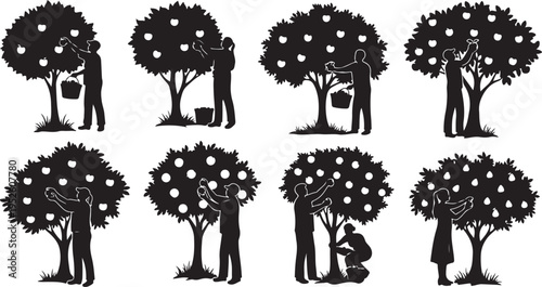 Silhouette of people picking apples from trees in orchard