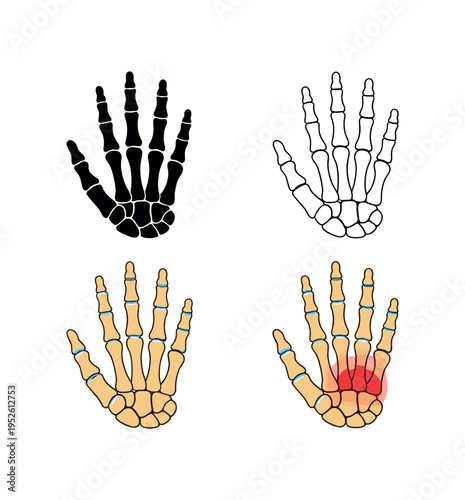 Head and neck profile with visible neck muscles and skull, colored anatomy flat vector illustration