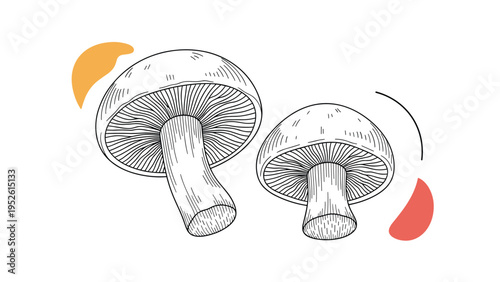 Artistic line drawing of two large mushrooms with detailed gills and stems accompanied by orange and red abstract shapes.