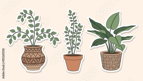 Set of three different green indoor houseplants in decorative ceramic pots with tribal patterns and wicker textures isolated on beige background.