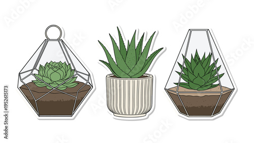 Modern succulent plants in glass geometric terrariums and a striped ceramic pot for home interior decoration on white isolated background.