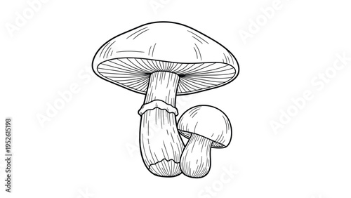 Black and white line art illustration of two edible mushrooms of different sizes in a detailed sketch style on a plain white background.
