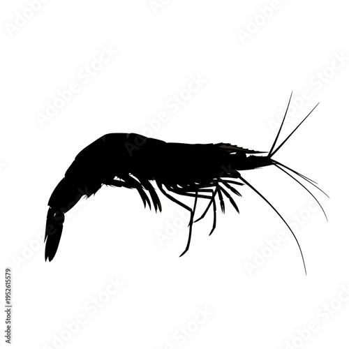 Black silhouette of a shrimp.