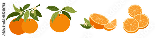 Orange citrus fruit set with slices, segments, round cuts and leafy branches. Fresh juicy collection isolated on white background. Ideal for food design, packaging, menu and healthy lifestyle themes.