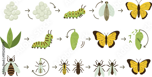 Butterfly life cycle stages vector illustration with metamorphosis process from egg, caterpillar, chrysalis to adult insect educational diagram set