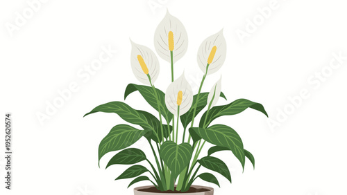 Elegant peace lily plant grows in a simple pot, showcasing its large dark green leaves and distinctive white spathe flowers with yellow centers.
