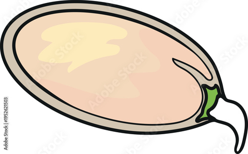 Germinating pumpkin seed isolated on white background