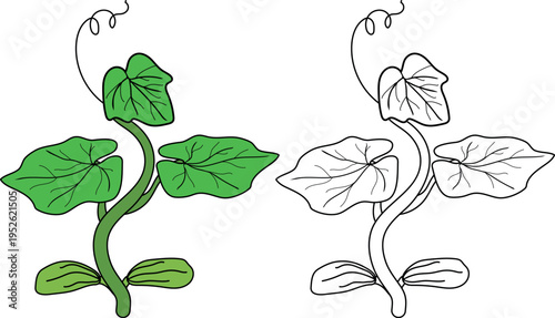 Coloring page with pumpkin sprout isolated on white background