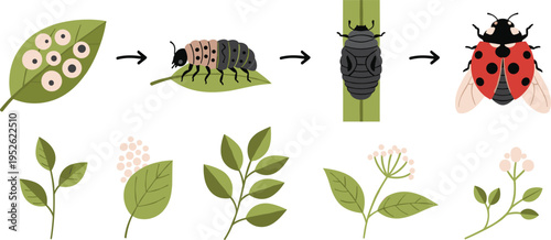 Ladybug life cycle stages vector illustration with eggs, larva, pupa and adult insect, botanical leaves and educational biology diagram