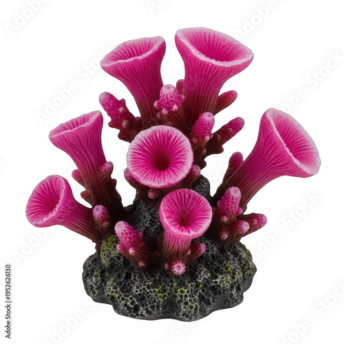 A pink coral reef with several trumpet shaped growths isolated on transparent background