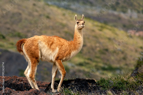 Photos Wild guanaco in torres del paine national park