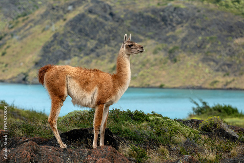 Billede på lærred Wild guanaco in torres del paine national park