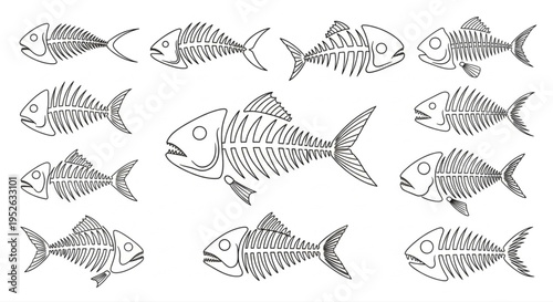 Collection of Different Fish Skeletons Illustrated in Black and White