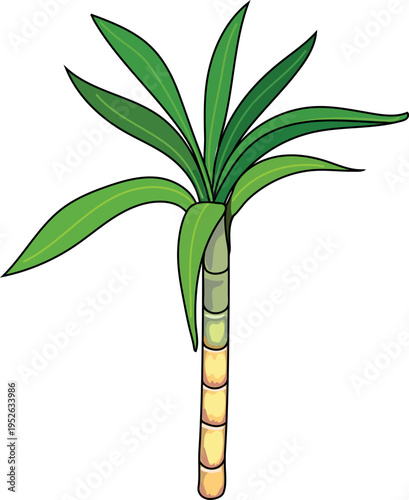 Sugarcane (Saccharum officinarum) isolated on white background