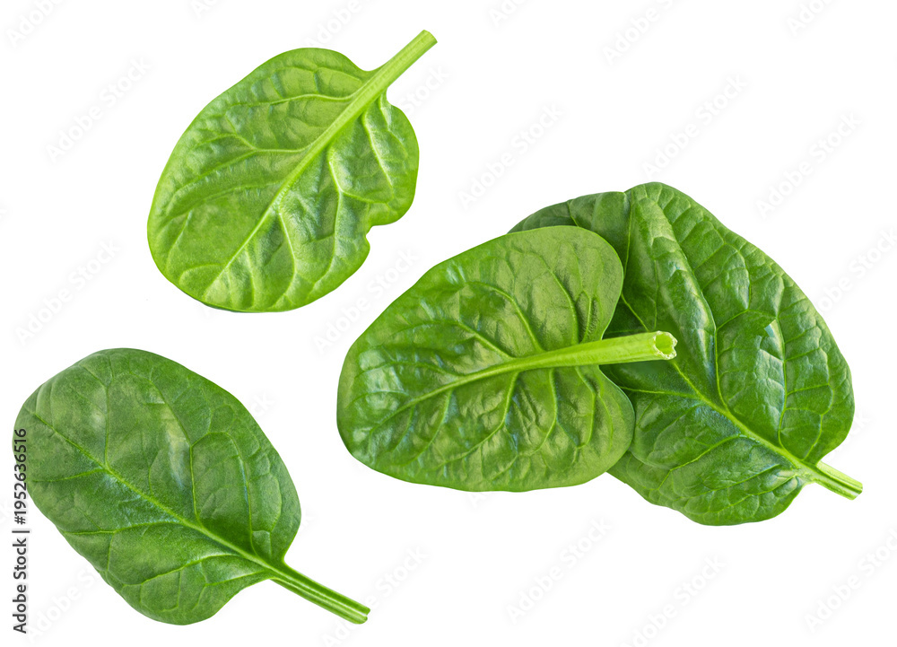 Fototapeta premium Flying Spinach leaves isolated on white. Levitating baby spinach leaves collection. Fresh green Espinach top view. Pattern