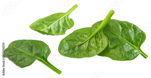 Flying Spinach leaves isolated on white.  Levitating baby spinach leaves collection. Fresh green Espinach top view. Flat lay