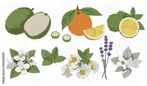 Vintage botanical tea flavor illustration set with hand sketched herbal ingredients for packaging and branding