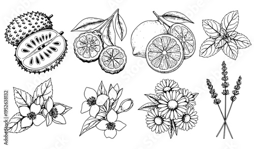Black and white hand drawn tea flavor ingredients vector set with botanical lemon mint jasmine chamomile lavender and bergamot