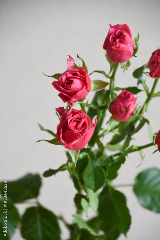 Obraz premium 赤い薔薇