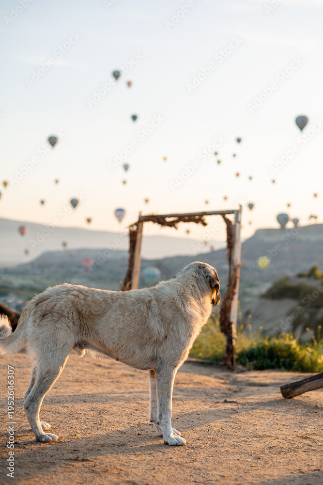Fototapeta premium Guardian dog standing at sunrise with hot air balloons in Cappadoccia, Turkey