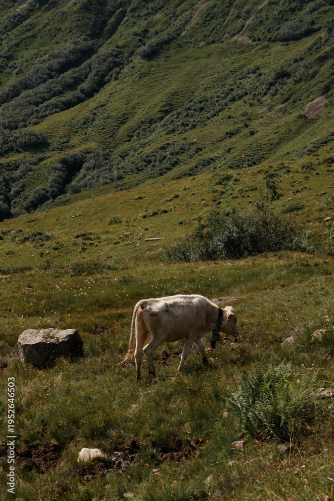 Fototapeta premium Group of cows standing together on mountain pasture. Traditional alpine agriculture and rural life.