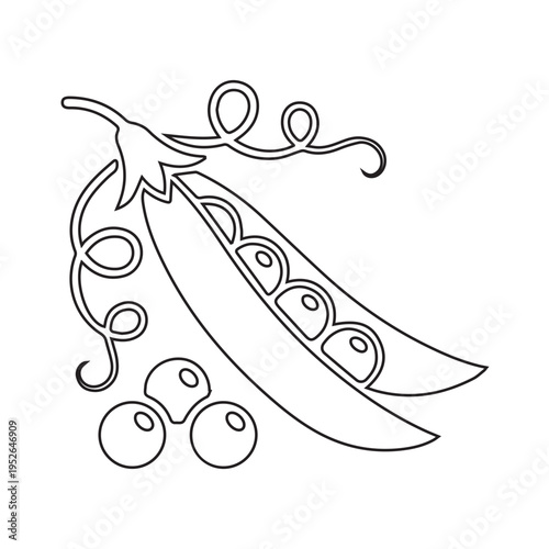 Pea Pod and Peas Illustration