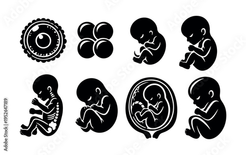 Vector illustration of human fetus development in different stages and styles