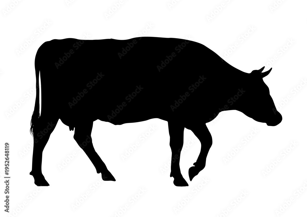 Fototapeta premium silhouette of a walking cow - vector illustration 