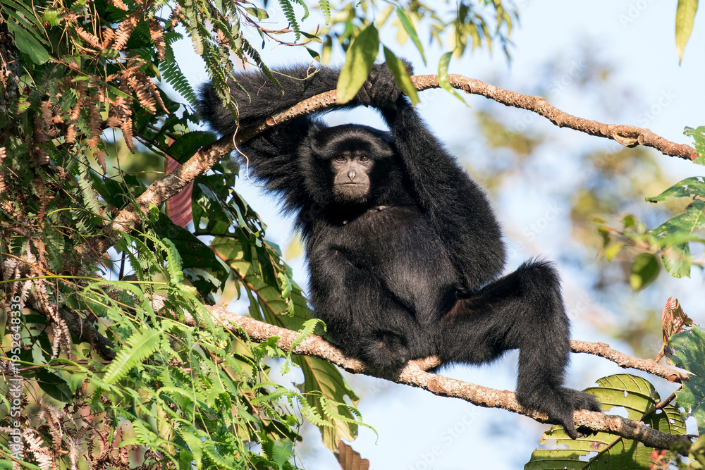 Fototapeta premium A Siamang enjoys the last sunshine at Frasers Hill, Malaysia. The monkey sits on a branch and hold his arms above his head. The sky is blue in the background.