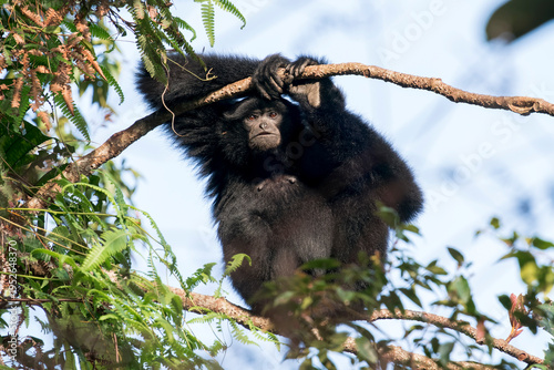 Photography A Siamang enjoys the last sunshine at Frasers Hill, Malaysia