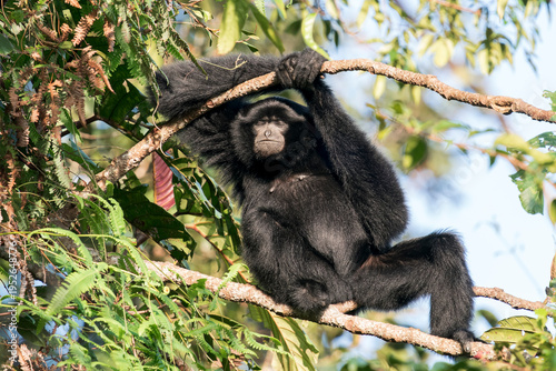 Photography A Siamang enjoys the last sunshine at Frasers Hill, Malaysia