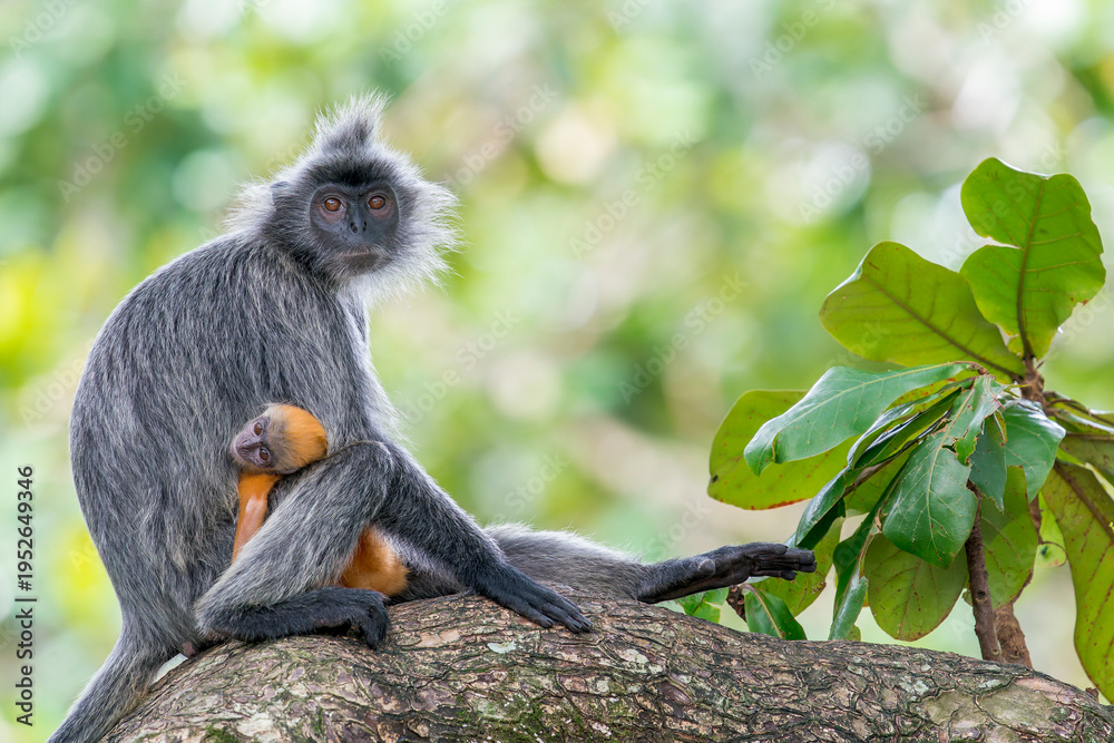 Obraz premium A grey Selangor Langur looks at the camera with his orange youngster between his legs in Asia, Malaysia. The background is green and he sits on a branch.