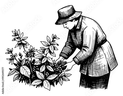 Farmer wearing a sun hat harvesting berries from a bush in vintage woodcut style