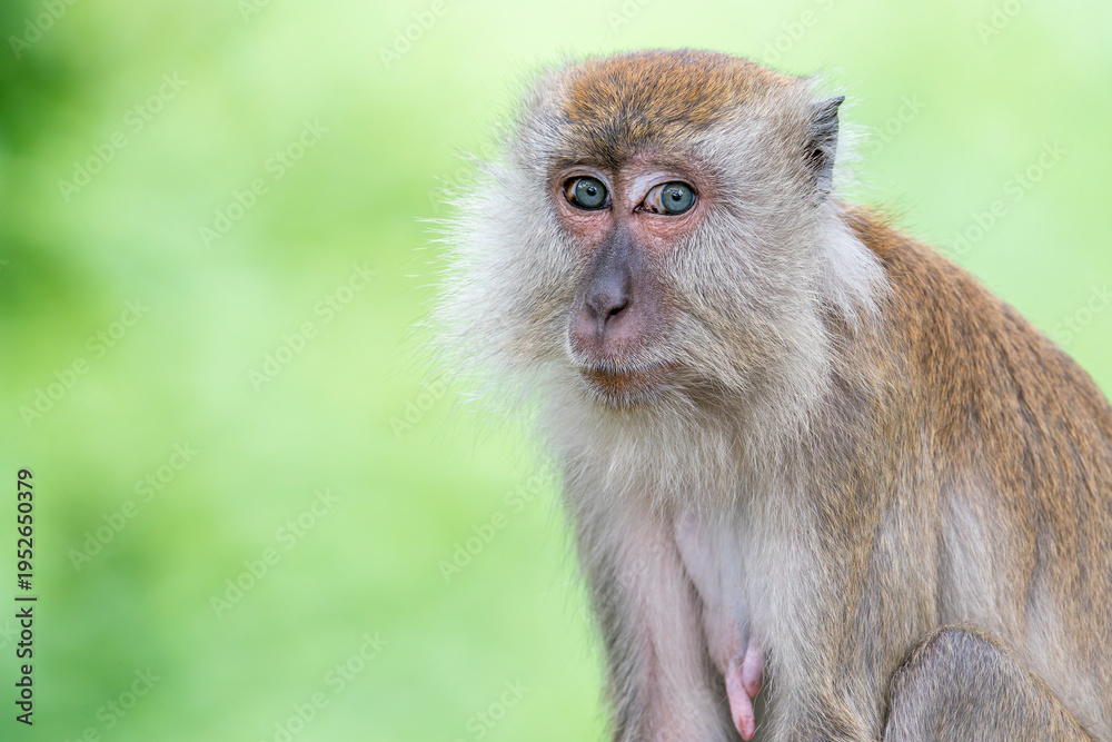 Obraz premium A Long-tailed Macaque looks shy to the camera in Asia, Malaysia. The background is soft green.