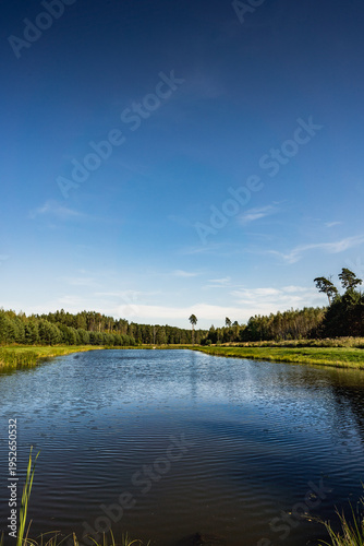Forest retention pond surrounded by greenery during summer

