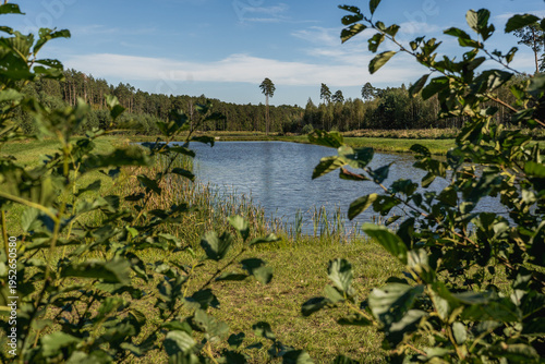 Forest retention pond surrounded by greenery during summer
