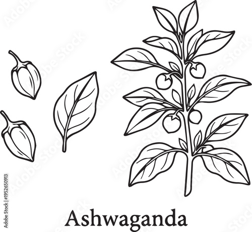 Line drawing of Ashwagandha plant with leaves and berries, Ayurvedic medicine herb, Indian ginseng, adaptogenic properties, natural remedy, wellness concept.