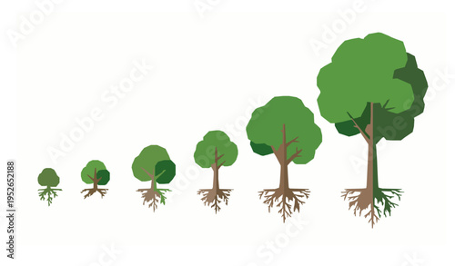 Green tree growth stages with roots vector lineup isolated on white background infographic style