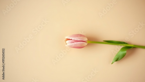 A single tulip blossom isolated on a muted beige surface with soft diffused lighting.