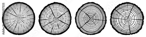 Hand drawn tree trunk cross sections with growth rings in vintage engraving style