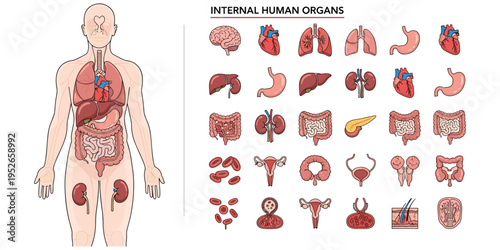 Human internal organs anatomical illustration with brain, heart, lungs, liver, stomach, intestines, kidneys, educational medical vector design