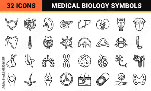 Human Internal Anatomy Technical Monoline Symbols for Medical Education and Healthcare Graphics, Minimalist Biological System Outlines