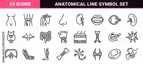 Anatomical Human Body Mapping Monoline Outline Symbols for Medical Diagnosis and Healthcare Education Visuals