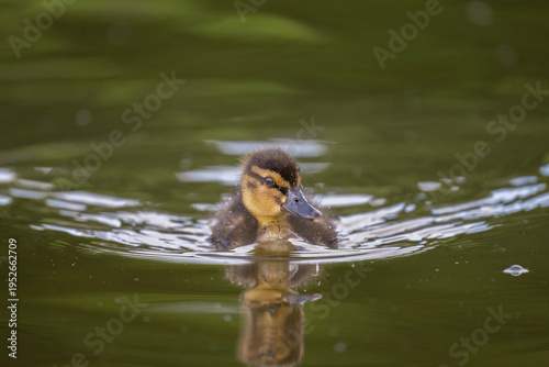 Duckling on a pond close up, uk